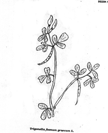 p1.jpg (32261 octets)
