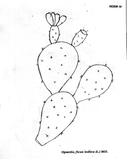 p10.jpg (36091 octets)