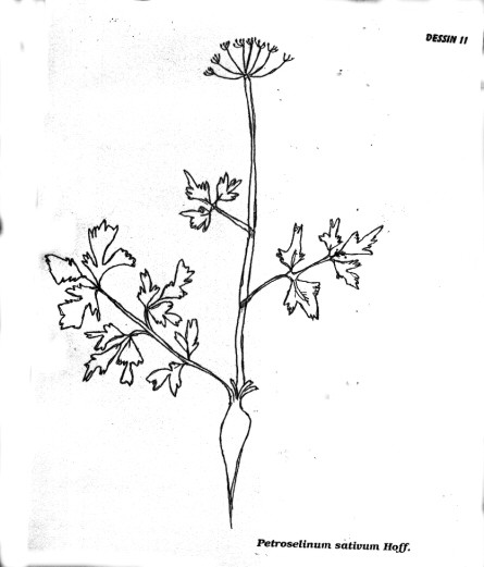 p11.jpg (36621 octets)