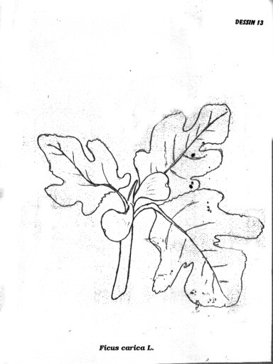 p13.jpg (40380 octets)