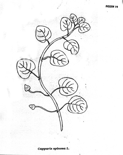 p14.jpg (39054 octets)