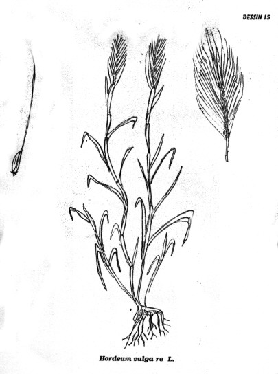 p15.jpg (43945 octets)