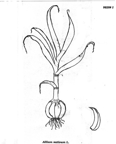 p2.jpg (33630 octets)