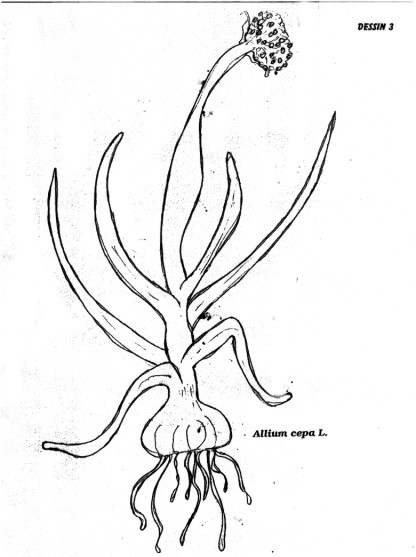 p3.jpg (46616 octets)