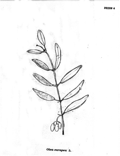 p4.jpg (28086 octets)