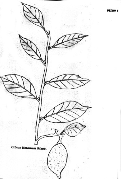 p5.jpg (49745 octets)