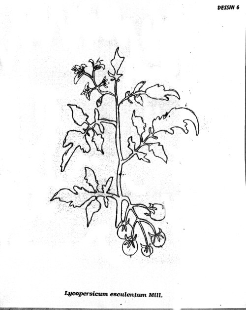 p6.jpg (59287 octets)